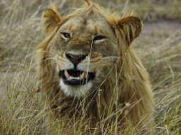 Western_Corridor_(Kirawira)2003-098